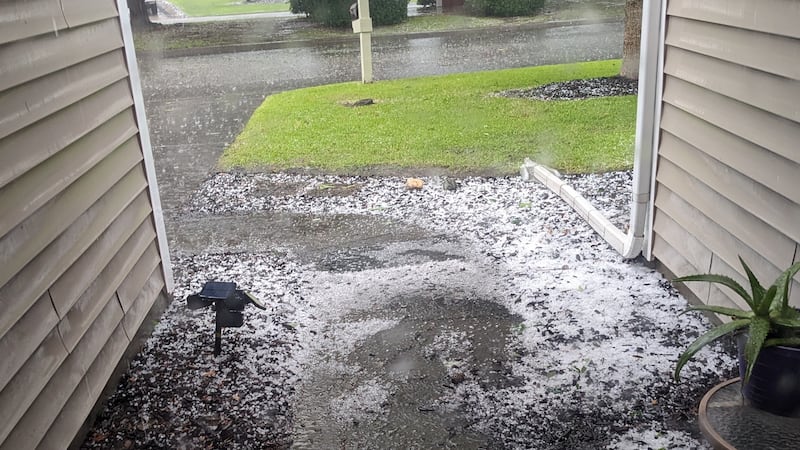 Carolina Forest in the farm