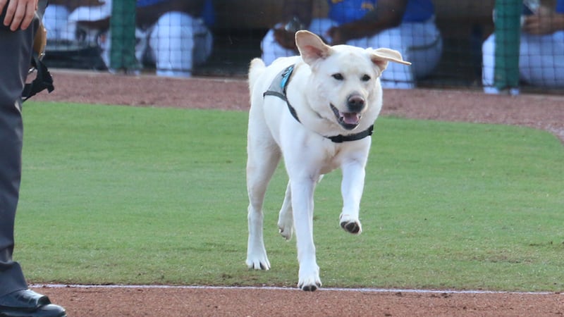 The Myrtle Beach Pelicans said Thursday that their bat dog, Slider, will miss some time after...