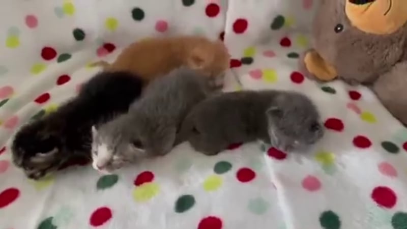Myrtle Beach officails provided an update Wednesday on a group of young kittens who were found...