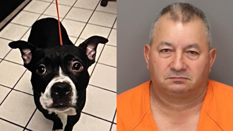 Police in Florida said they arrested a man who bought a dog and decapitated it.