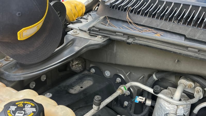 The kitten pokes its head out of a compartment of the car’s engine.