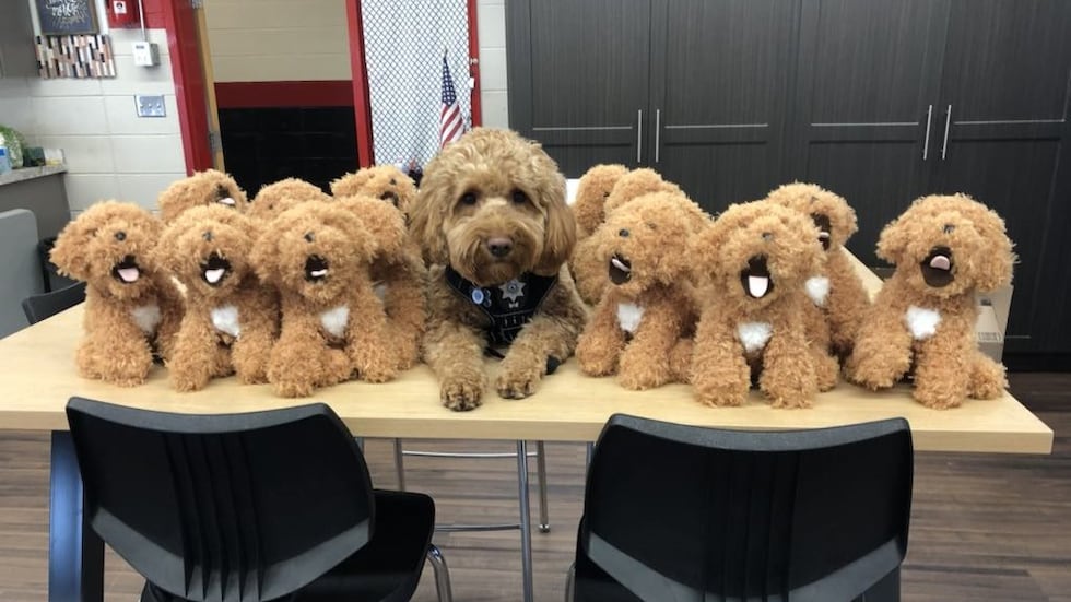 Major Teddy Hugz with his stuffed animal doppelgangers