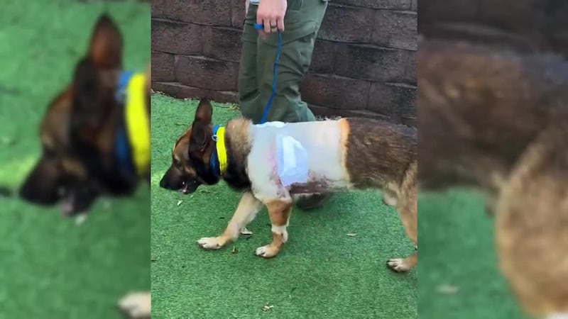 K9 officer hurt in line of duty ventures out with handler