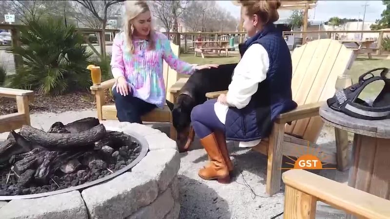 Halley's Hometown Hero- Argus the Dog