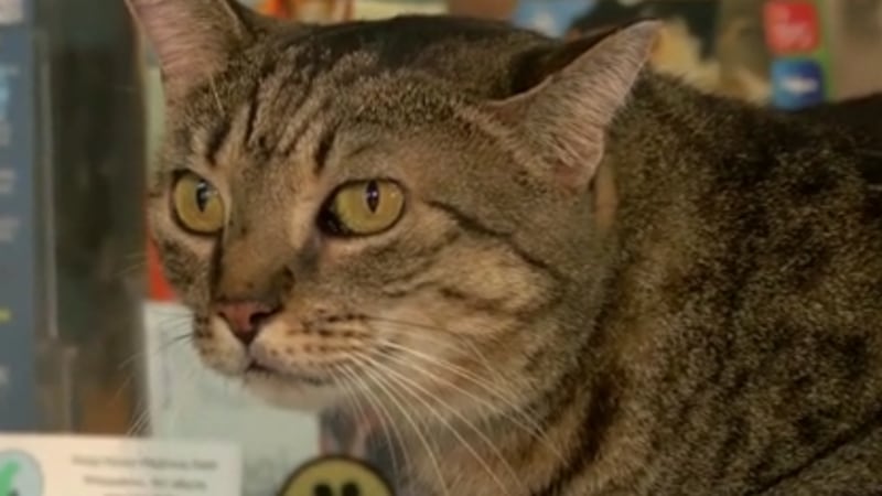 Several restaurants along the Grand Strand are teaming up with the Humane Society of North...