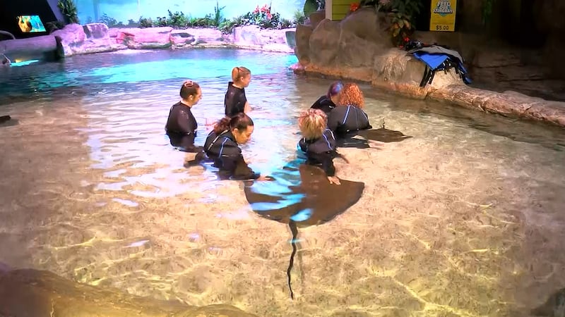 Ripley’s Aquarium celebrating 6th year hosting monthly event aiming to comfort veterans