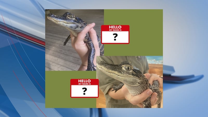 Two new additions at the Edisto Beach State Park Nature Center need names!